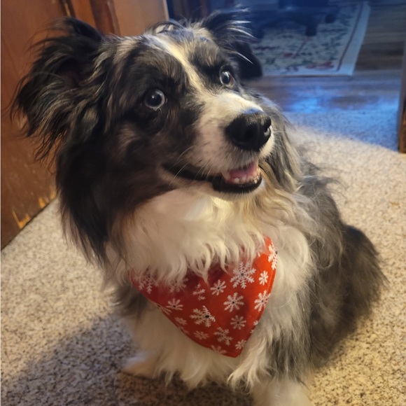 Handmade Stylish Pet Critter Capes - Picture 6 of 16